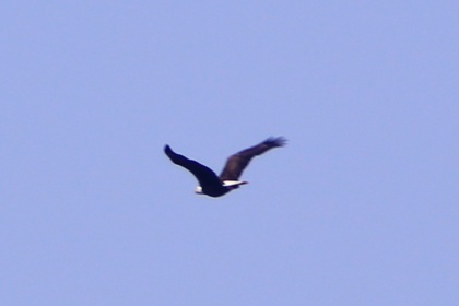 Bald Eagle over Missisquoi Bay