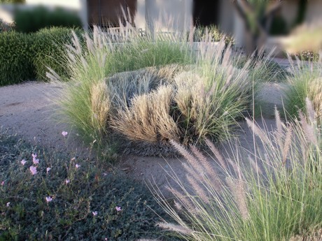 Fountain Grass