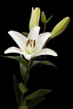 Lily -- the Flower of Easter