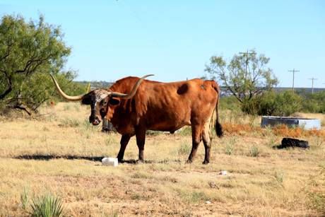 No Bull - Palo Duro, Canyo TX