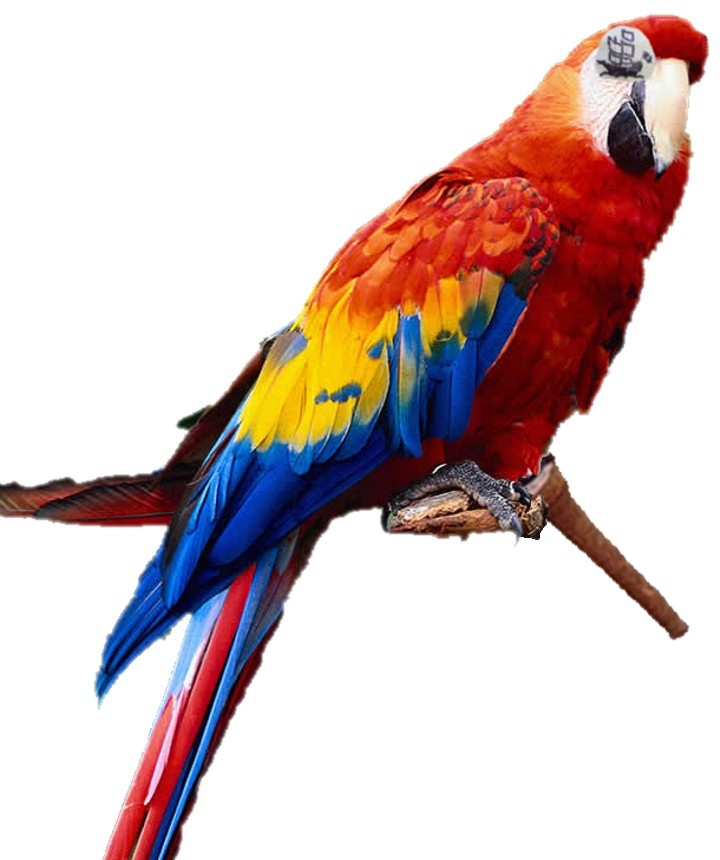 pegleg parrot