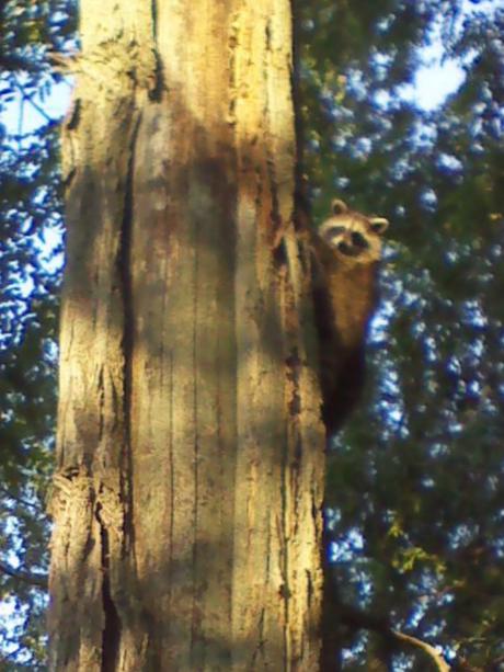 raccoon in a tree